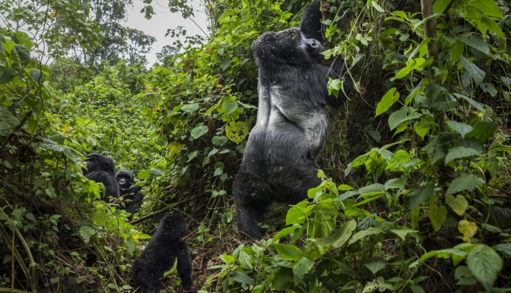 gorilla trekking guide training