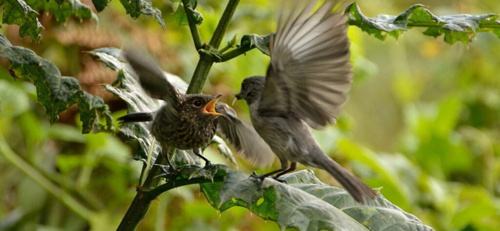 Bird watching Bwindi