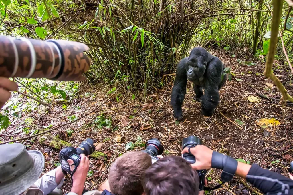 gorilla photography