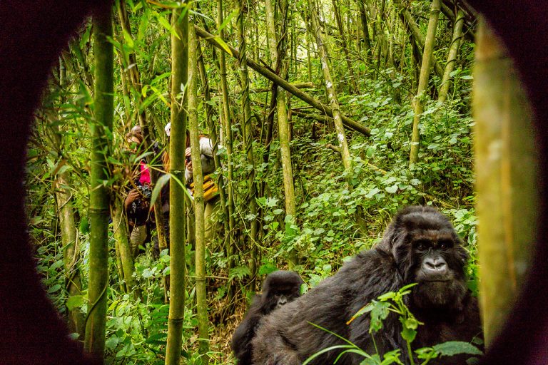 Gorilla Naming Ceremony