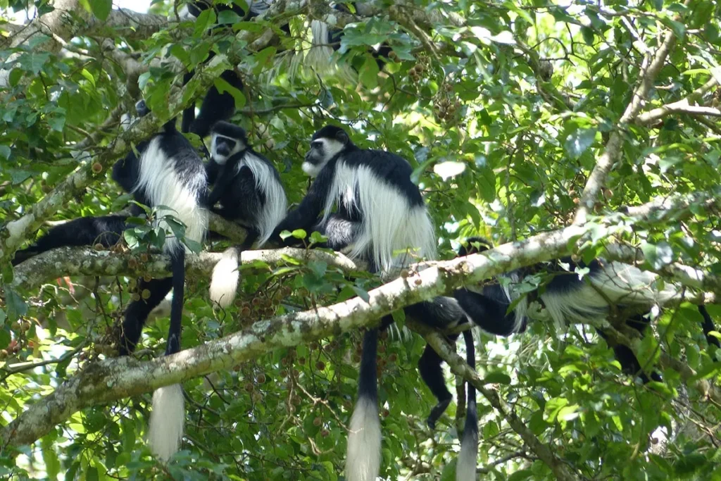 Bwindi attractions