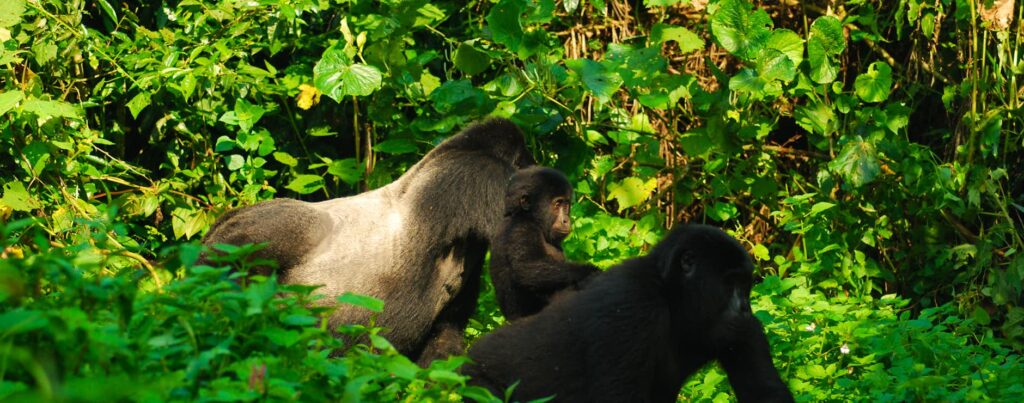 Safari Activities in Bwindi