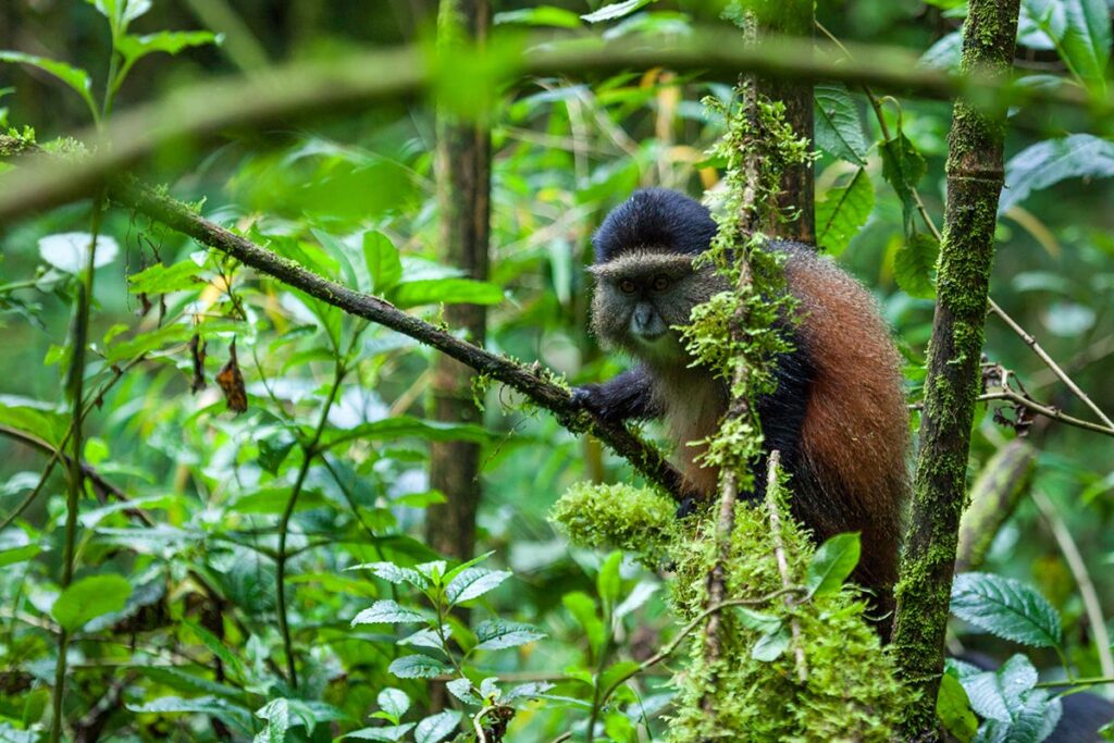 Golden Monkey Trekking