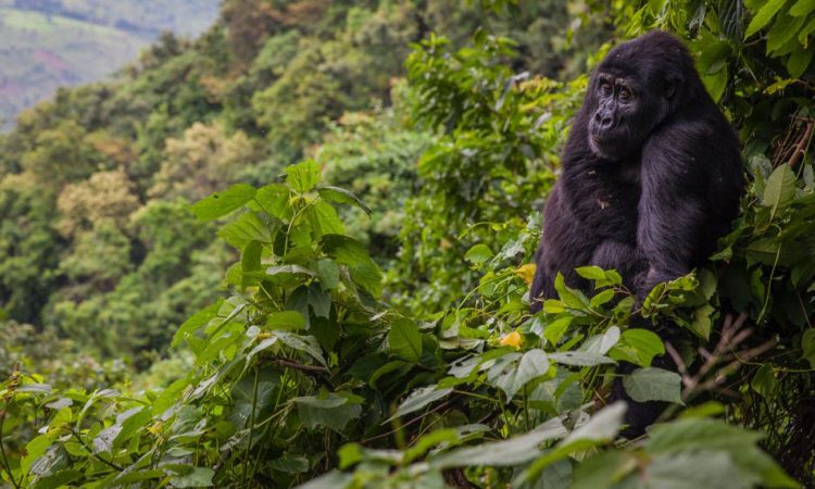 best time to visit Bwindi