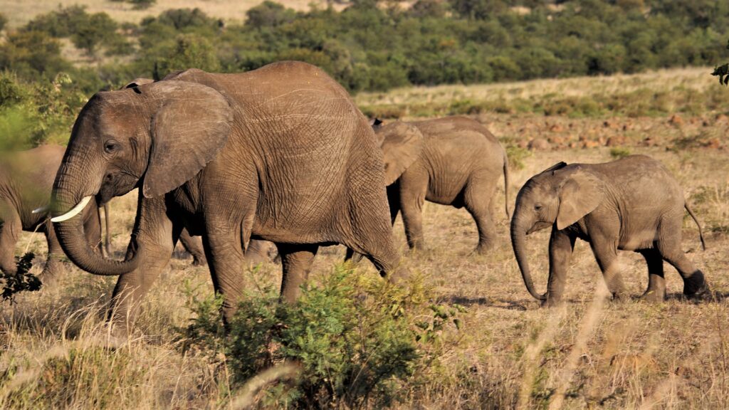 Lomami National Park