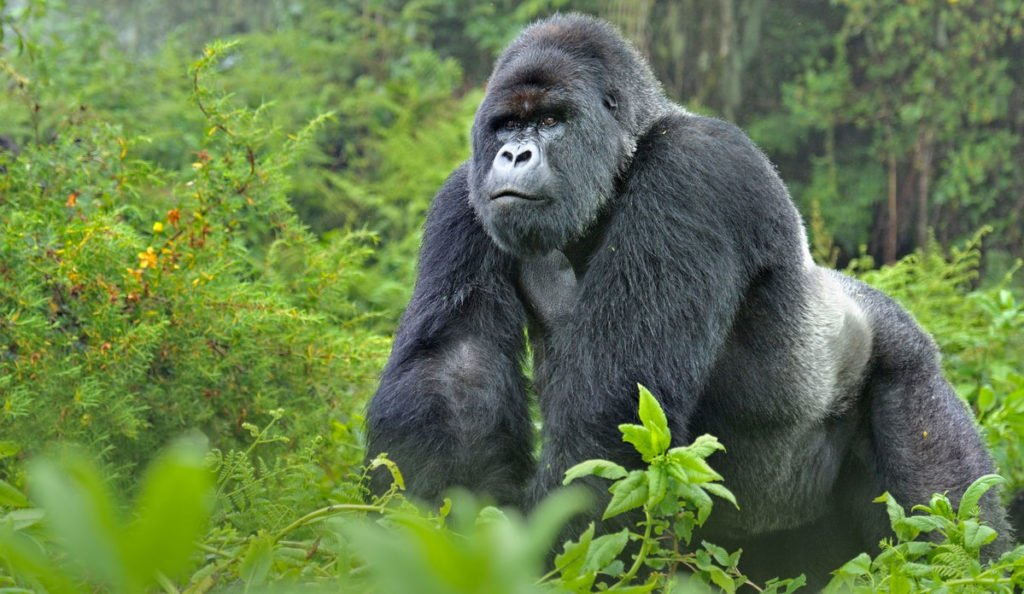 Bwindi attractions