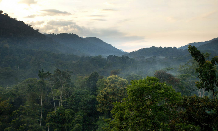 Ultimate Guide to Gorilla Trekking