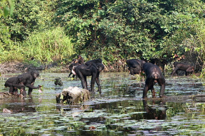 Salonga National Park