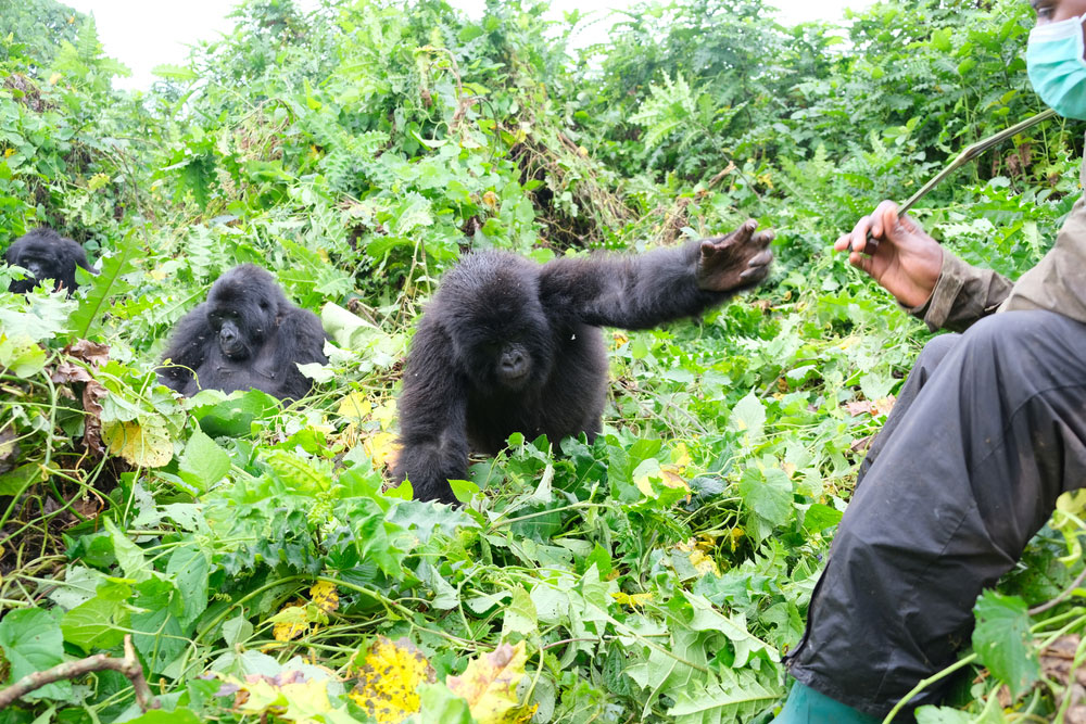 Habituation experience in bwindi