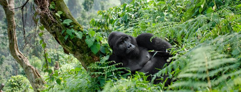 Bwindi history