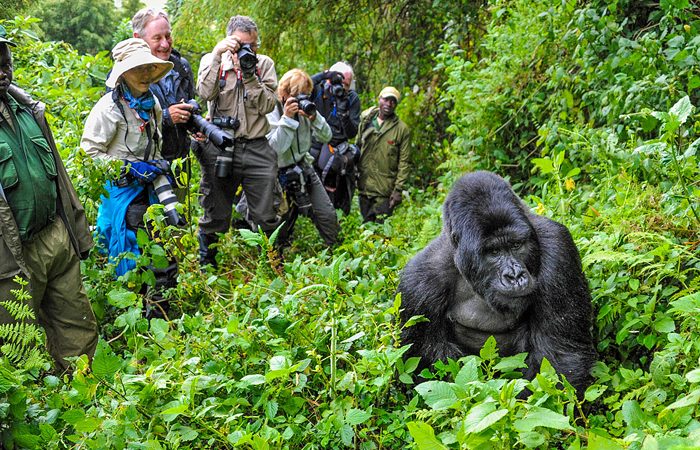 Ultimate Guide to Gorilla Trekking