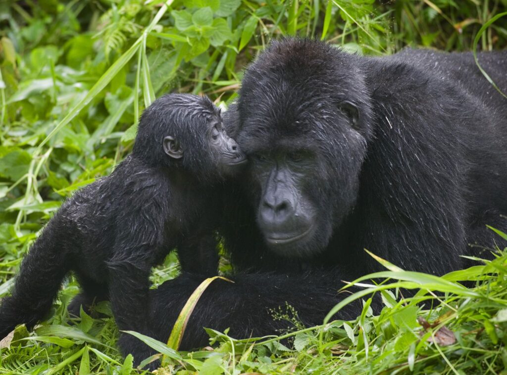 Safari Activities in Bwindi