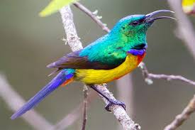 Bwindi wildlife