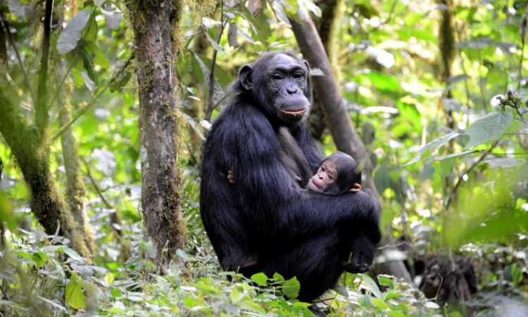 Guide to Chimpanzee Trekking