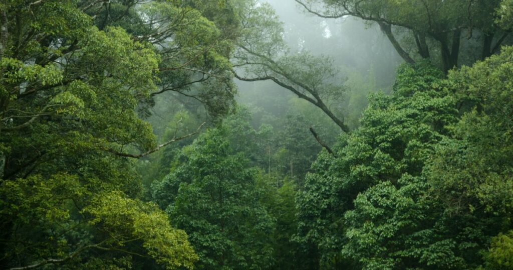 Salonga National Park
