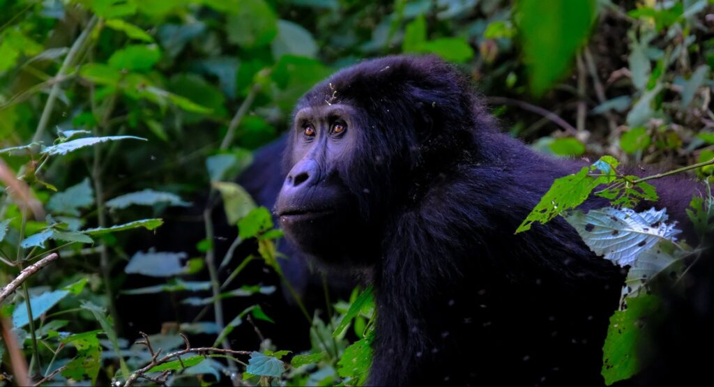 best months gorilla trekking Rwanda
