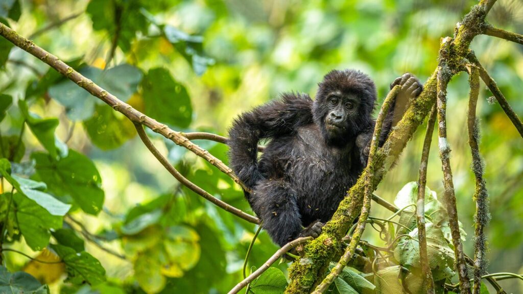 protect mountain gorillas Rwanda