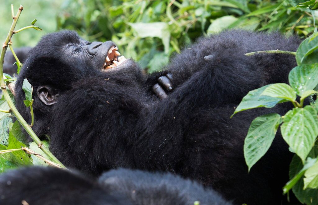 best months gorilla trekking Rwanda