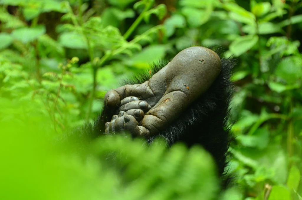what to expect gorilla trekking