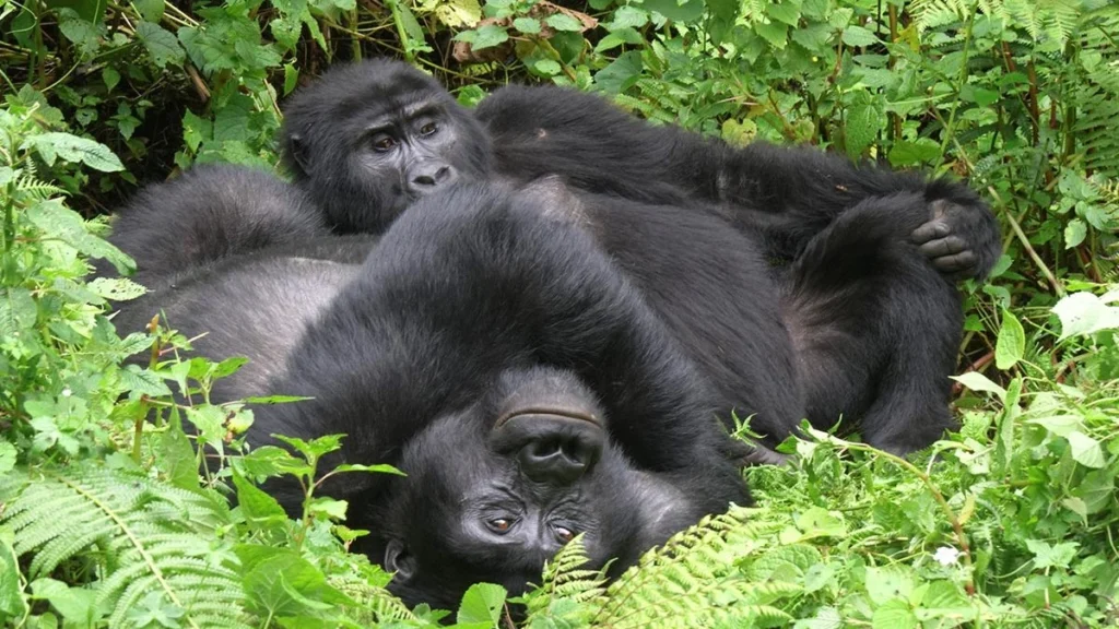Gorilla Permit Booking
