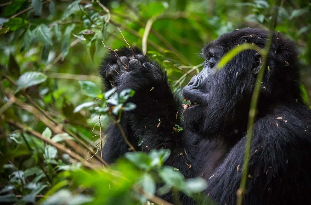 Batwa culture Mgahinga