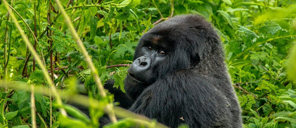 Gorilla Trekking Accommodation