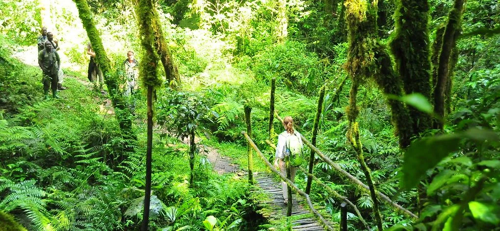 protects endangered gorillas