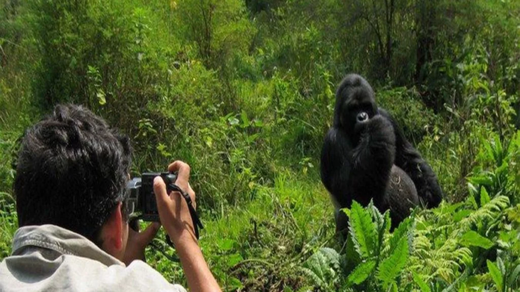 Book Gorilla Permit Rwanda