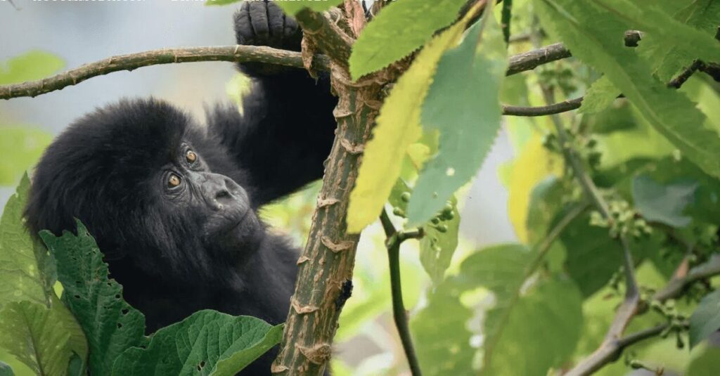 Guide to Bwindi gorilla trekking