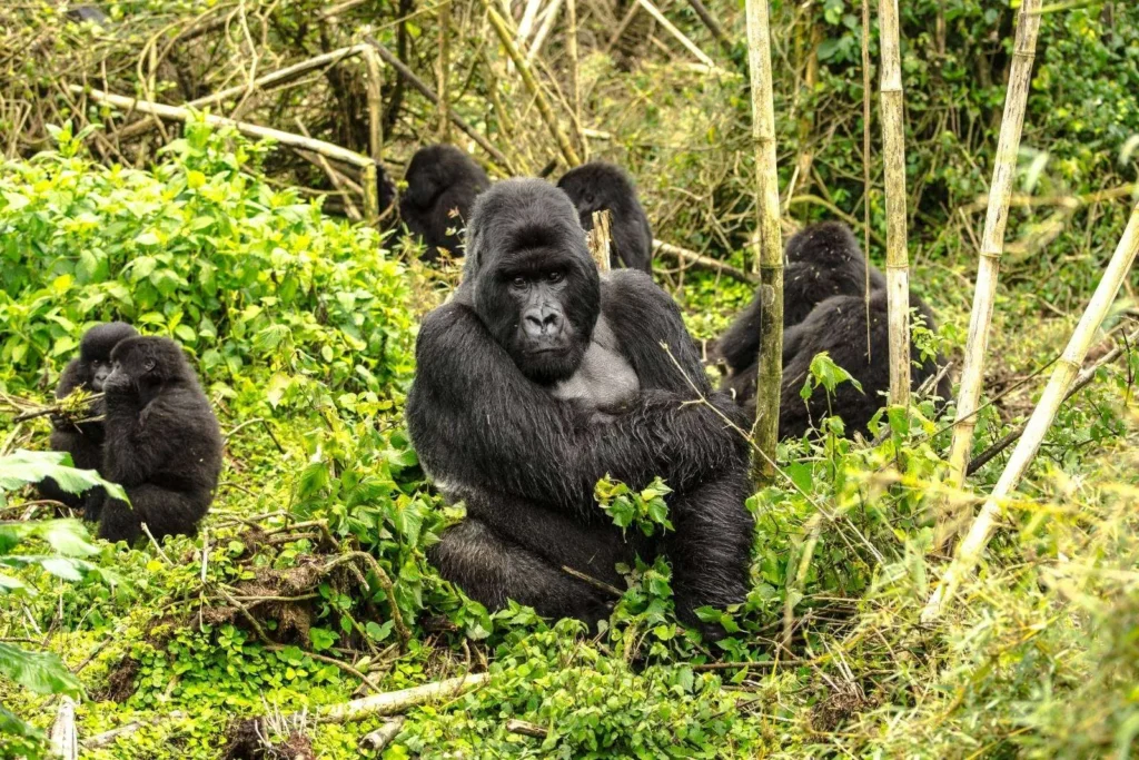 Rwanda gorilla trekking terrain