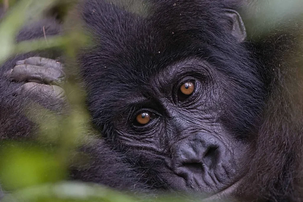 Book Gorilla Permit Rwanda