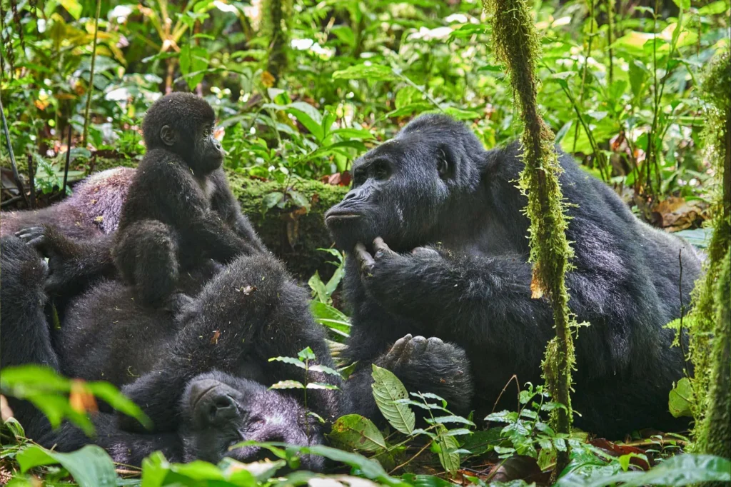 Gorilla Permit Booking