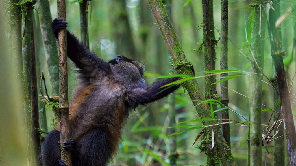 Book gorilla permit Uganda