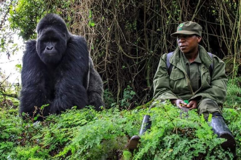 rangers trackers gorillas Uganda