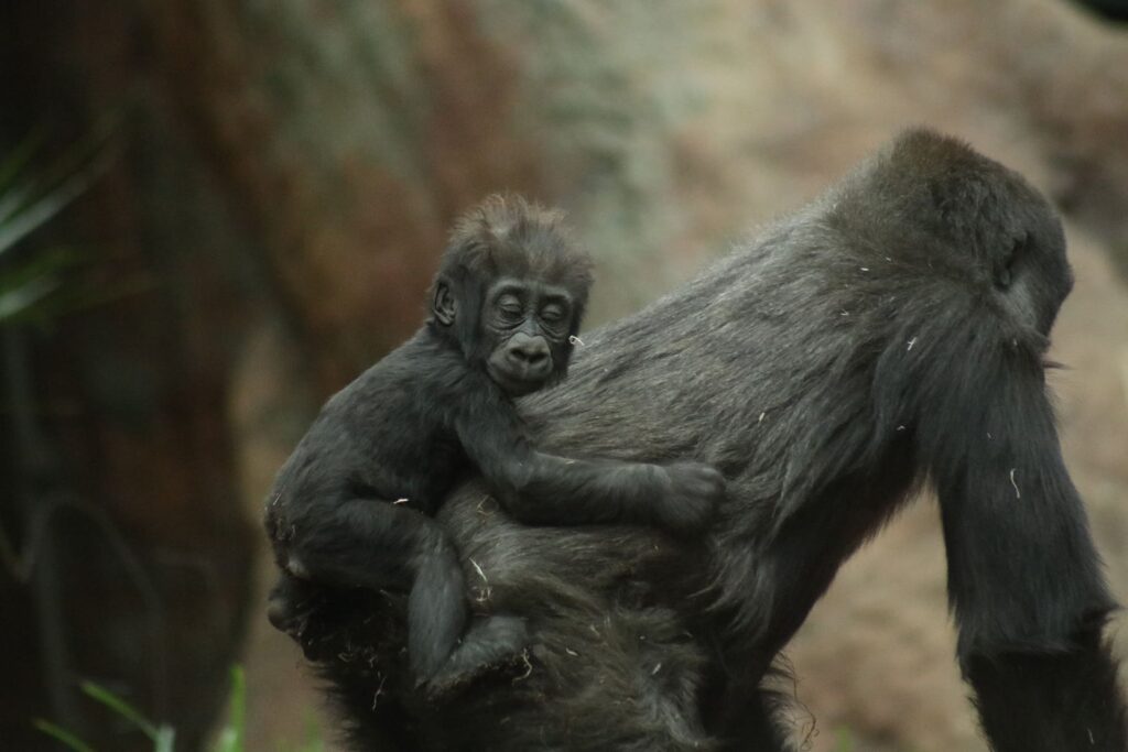 Moukalaba-Doudou National Park