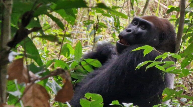 Moukalaba-Doudou National Park