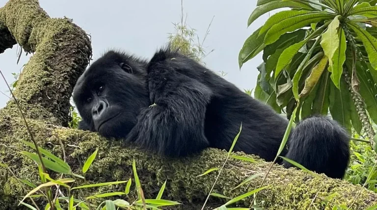 What to Expect on Gorilla Trekking Day