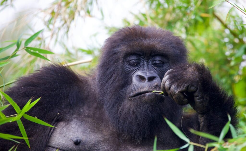 cross river gorilla nigeria trekking