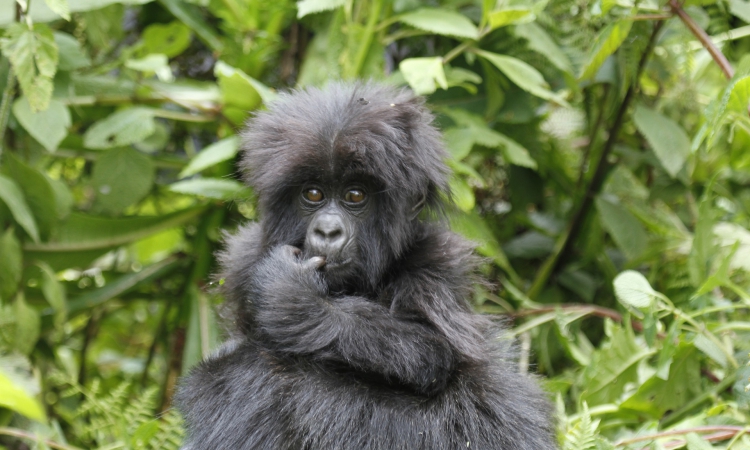 kigali to volcanoes national park