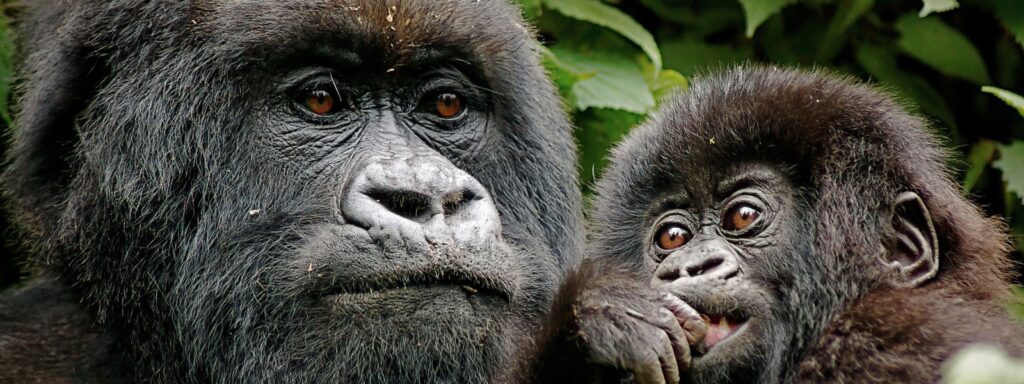 kibale vs bwindi gorilla trekking
