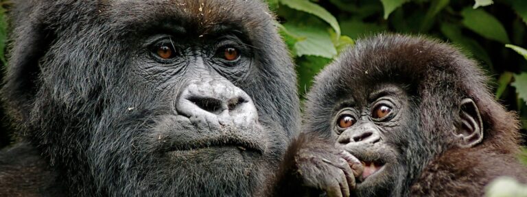 kibale vs bwindi gorilla trekking