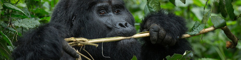 gorilla population census 2026