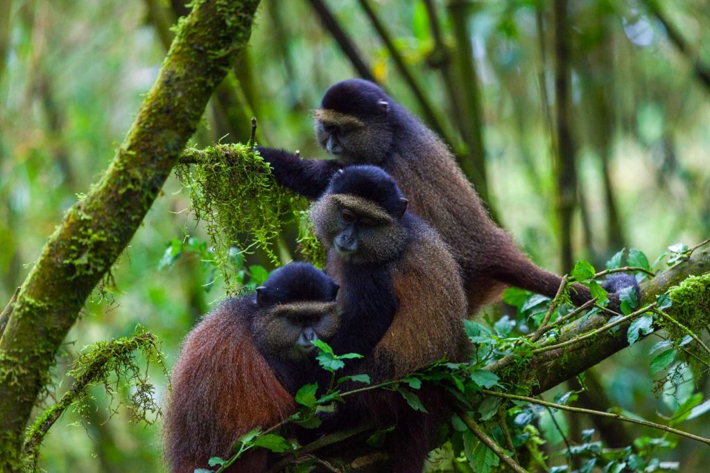 gorilla trekking cameroon