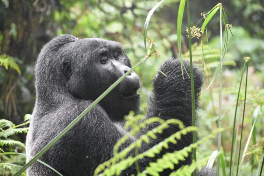 volcanoes national park gorilla families