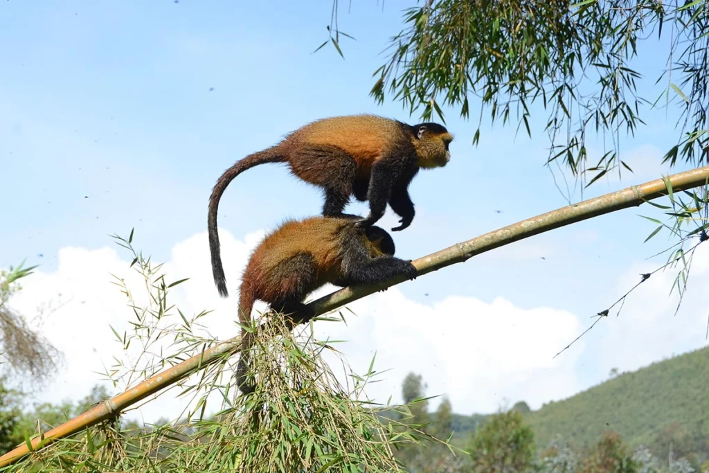 Golden Monkey Tracking
