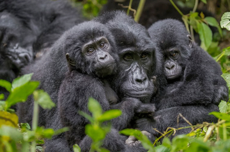 uganda gorilla queen elizabeth safari