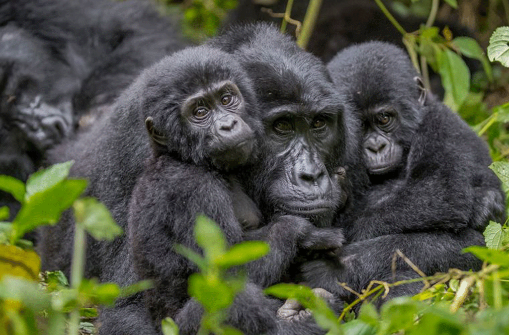 uganda gorilla queen elizabeth safari