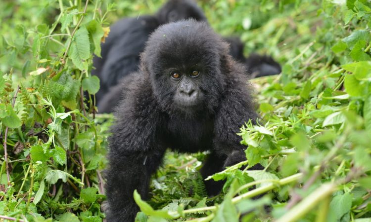 rushaga sector gorilla families