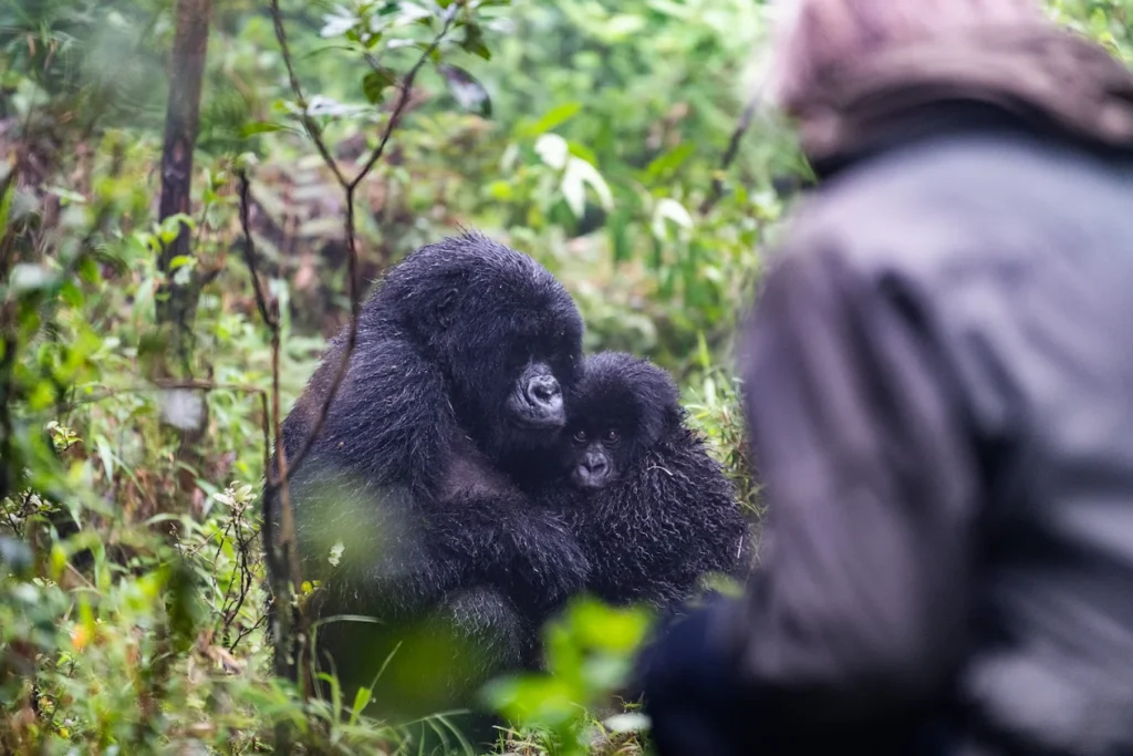 child gorilla permit age rule