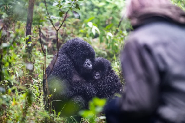 5 day gorilla trekking uganda rwanda